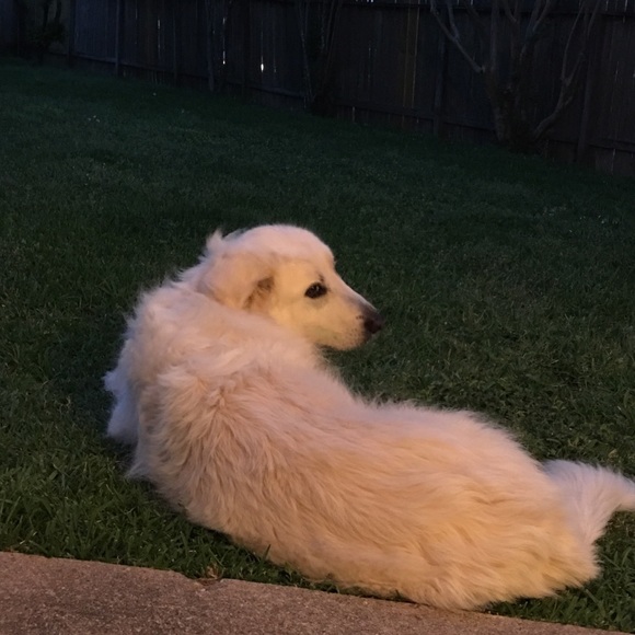 Meet your Posher, LC - Picture 4 of 14